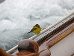 birds at sea in marina del rey